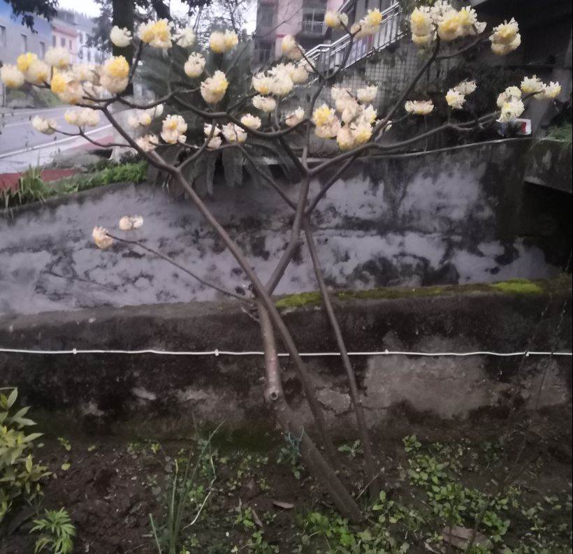 回忆江湖(回忆江湖8区)