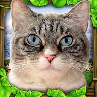 流浪猫模拟器中文版(StrayCatSim)(流浪猫模拟器中文版的游戏内容)
