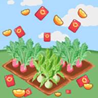 大头菜农场喜得红包(大头菜交易市场)