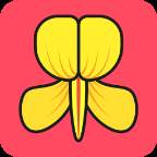 金雀花app(金雀花的作用与功效)
